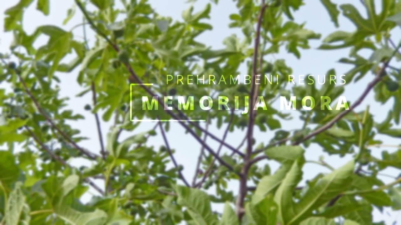 MEMORIJA-MORA-prehrambeni-resurs.jpg